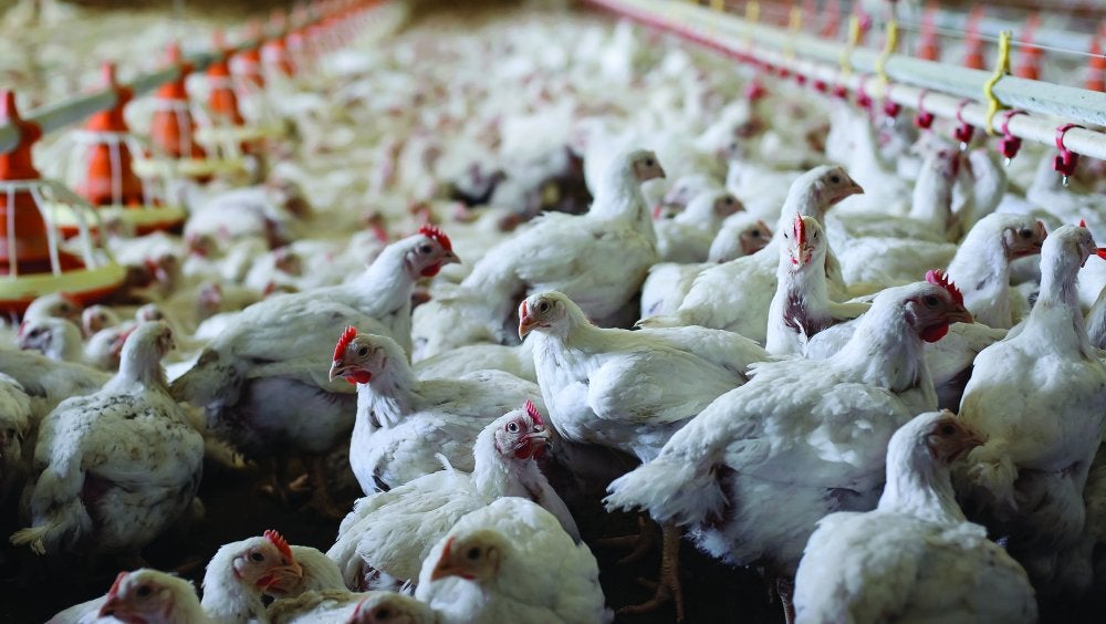 poultry stock