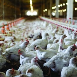 poultry stock