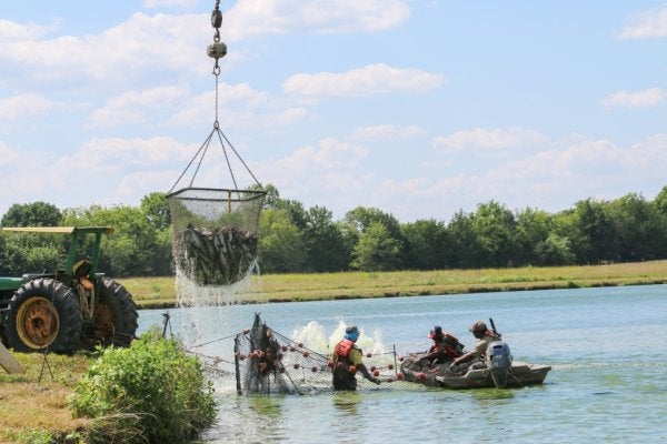 catfish farm