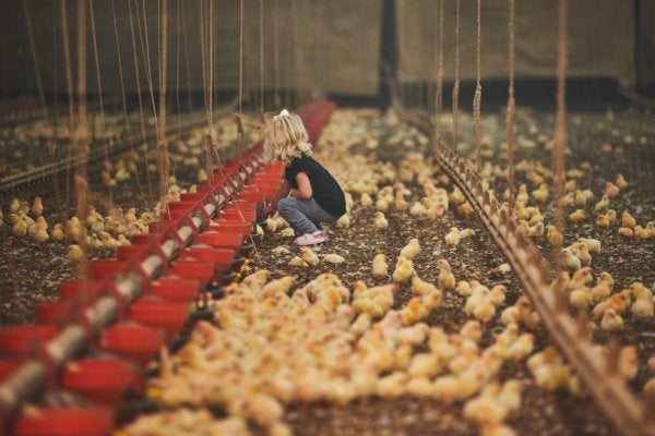 kid in poultry room