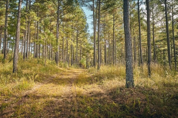 land with timber